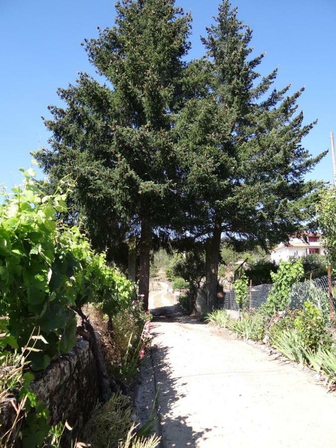 Museu Casa Aleixo Guest House Sernancelhe Екстериор снимка